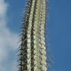 Pachycereus_hollianus